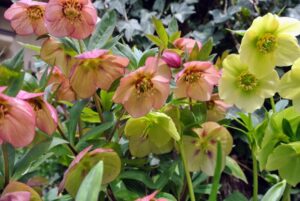 新着情報 ブログ 新着情報 ブログ 香川県 高松市 エクステリア 外構 Adg アルテデザインガーデン