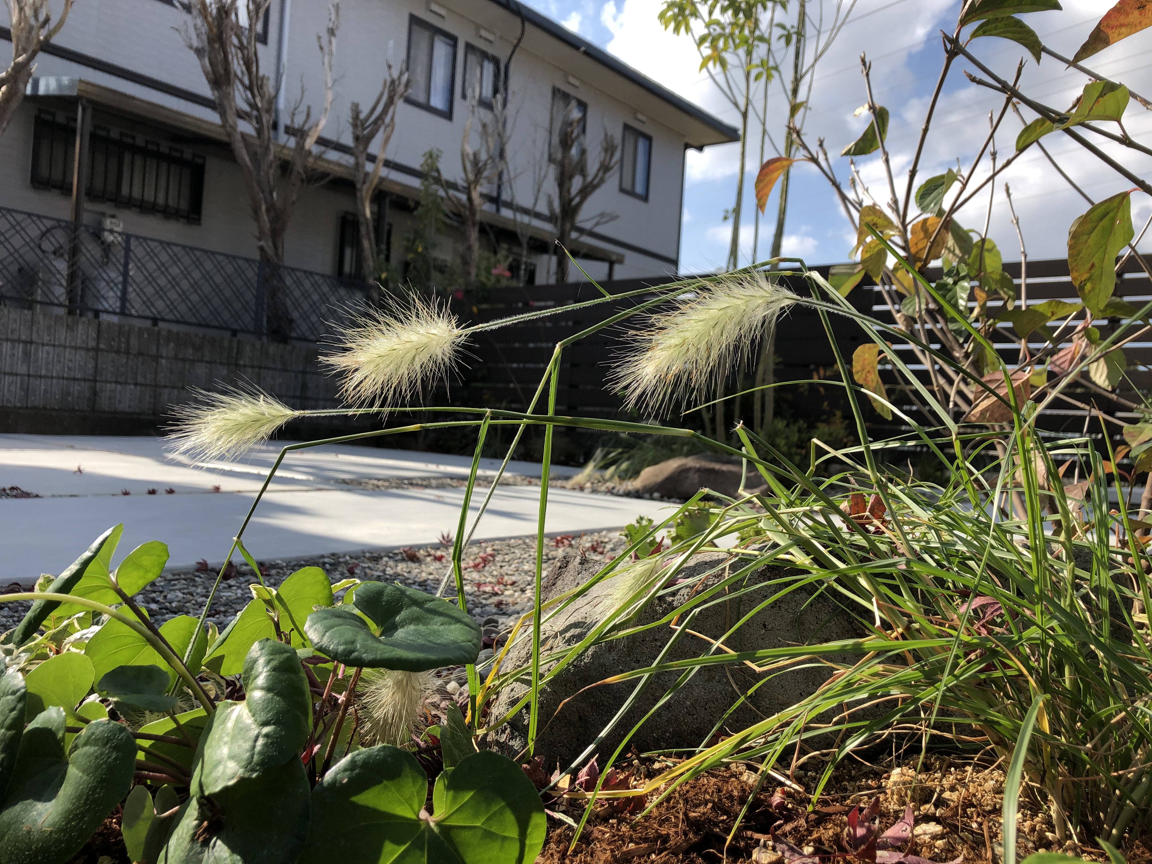 新着情報 ブログ 新着情報 ブログ 香川県 高松市 エクステリア 外構 Adg アルテデザインガーデン