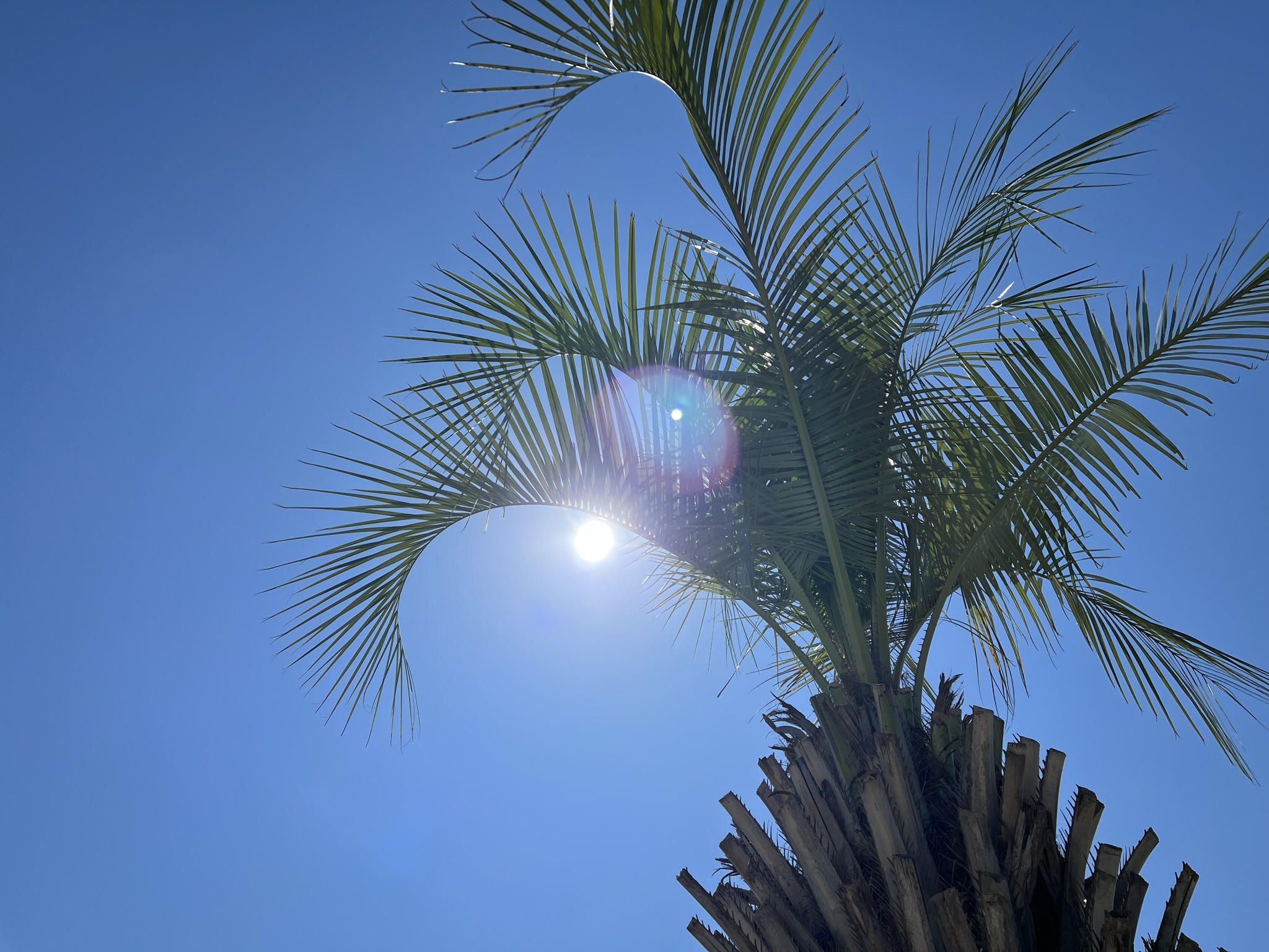 夏のココスヤシ