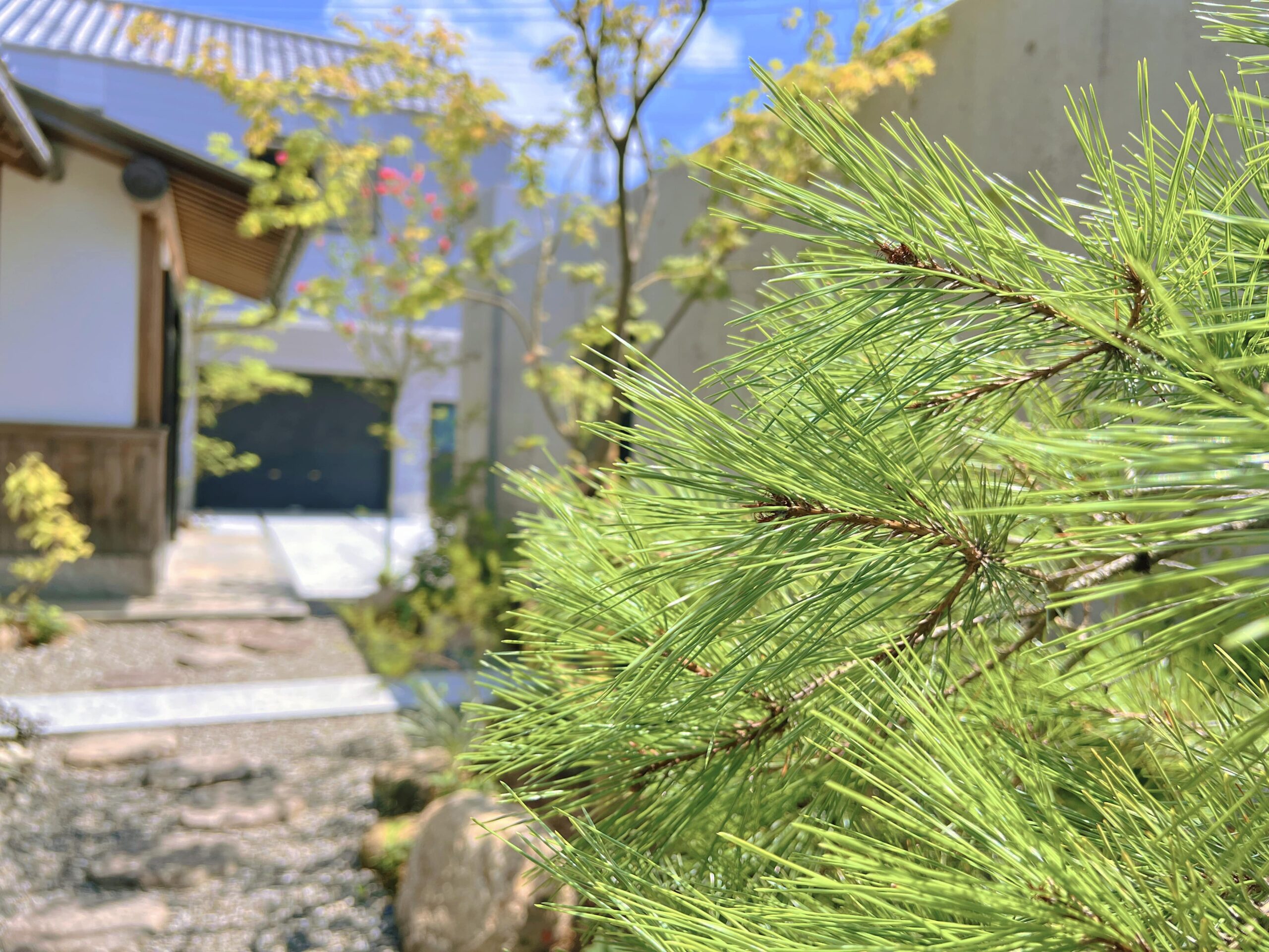 山採りの松